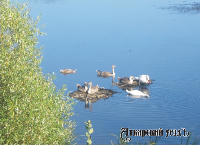 Лебеди на озере в Аткарске