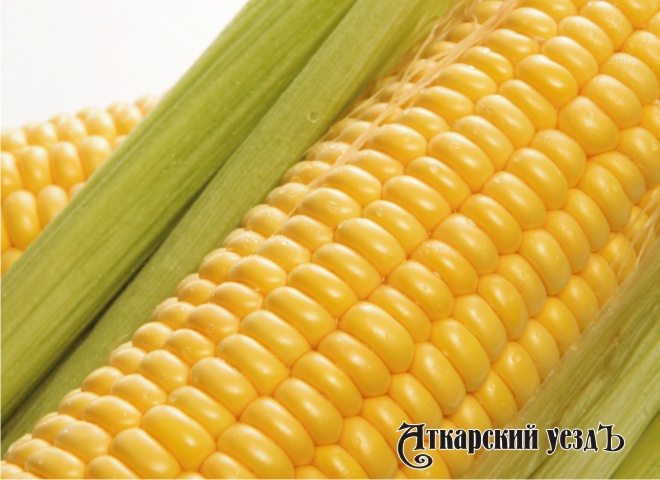 Медики объяснили, кому и чем полезна и вредна кукуруза