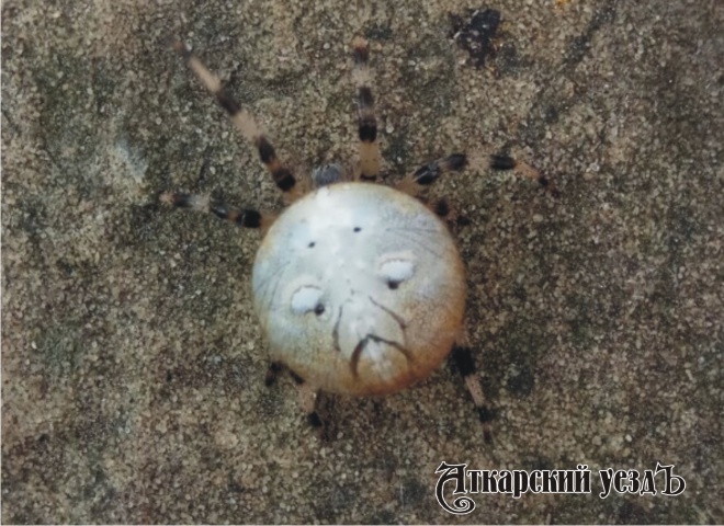 На границе Аткарского района нашли необычного страшного паука