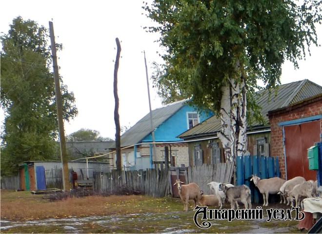 Пасущиеся на улице села козы