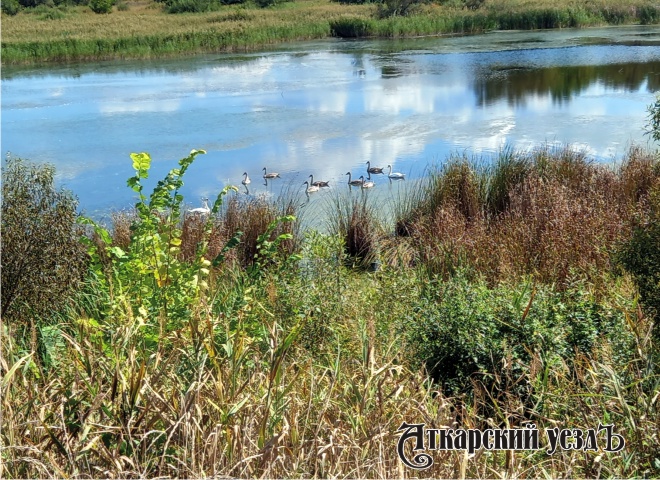 Молодые лебеди на озере в Аткарске