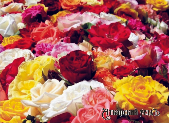 4 августа в Аткарске пройдет второй Фестиваль роз
