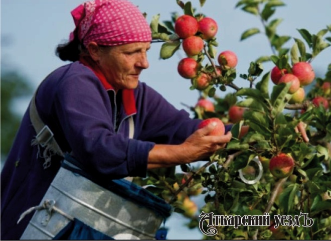 Аткарчан зовут собирать яблоки с зарплатой от 55 тысяч рублей
