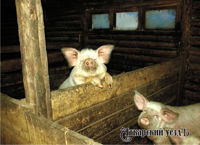 Свиньи в сельском сарае