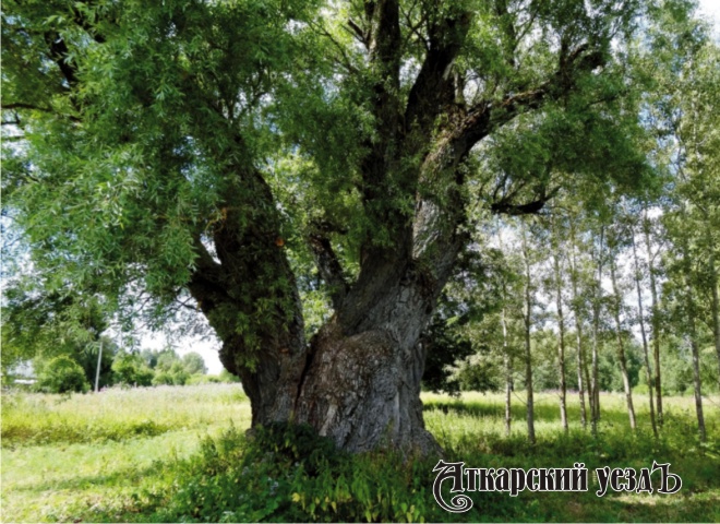 Леса и деревья Аткарского края: редкие осокори в Гайвороне