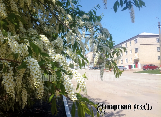 Цветущий май шагает по Аткарску. Фотозарисовка от «Уезда»