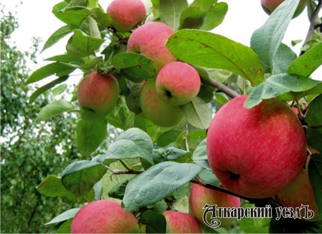 Спелые яблоки на дереве
