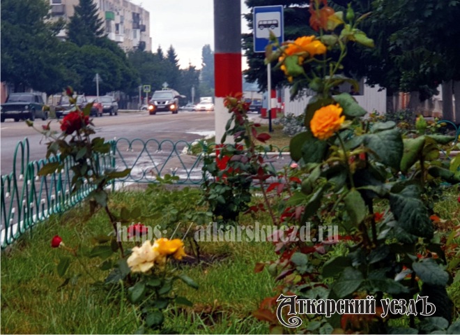 Глава Гидрометцентра рассказал о погоде на Фестиваль роз и возвращении лета