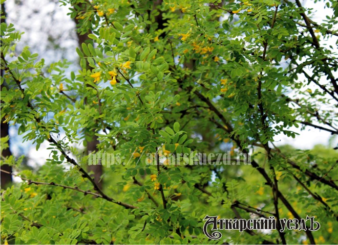 В Саратовскую область идут ливневые дожди с грозами