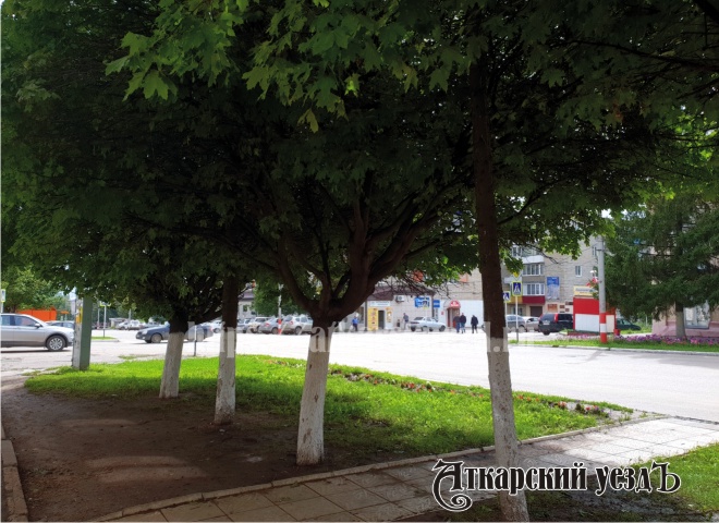 Красивые деревья на улице Советской в Аткарске