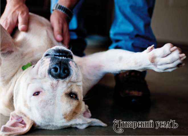 Ветеринары пояснили, почему не надо чесать живот собакам