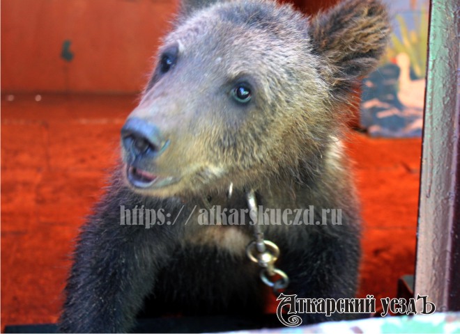Медвежонок по кличке Машенька из Аткарского городского зоопарка