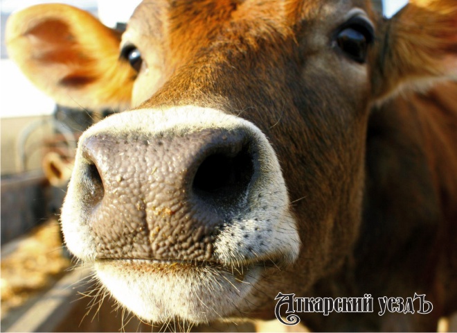 В Аткарске ветеринар, лечивший бешеную корову, умер от инфаркта