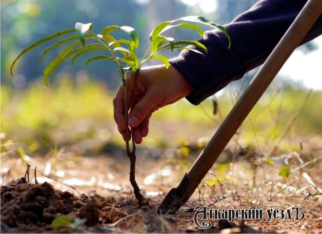 В этом году в Аткарске высадят 260 саженцев деревьев и 170 кустарников