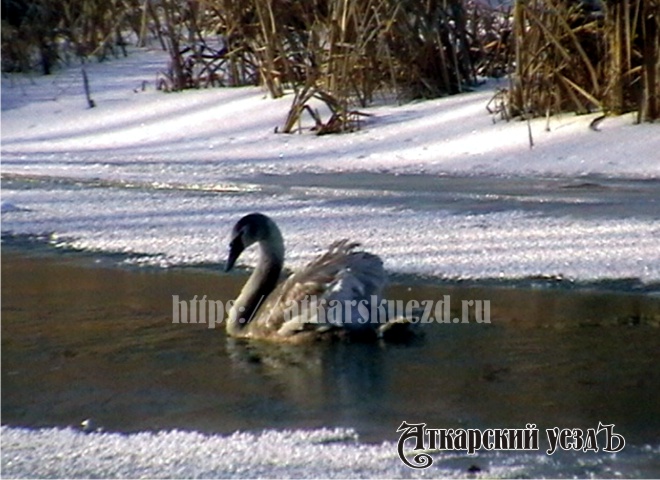 В Аткарске остался зимовать одинокий лебедь