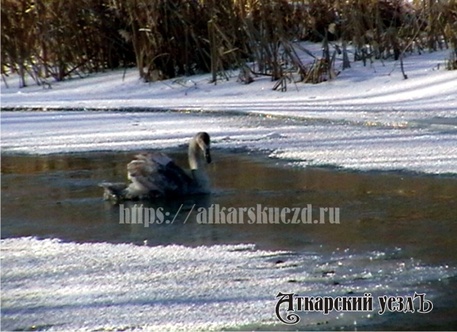 Красивый лебедь на зимней реке