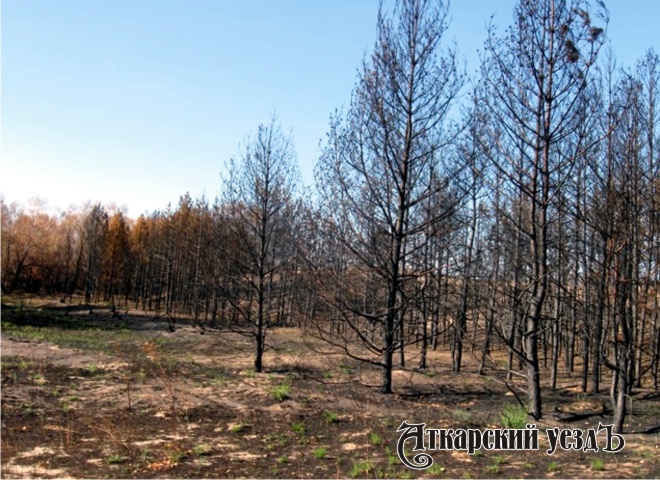 Пострадавшие от пожаров леса Саратовской области