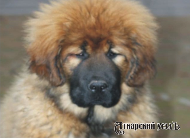 Собака породы тибетский мастиф