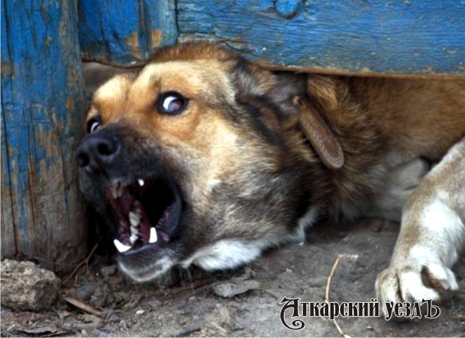 На улице Мира соседская собака укусила 60-летнюю аткарчанку