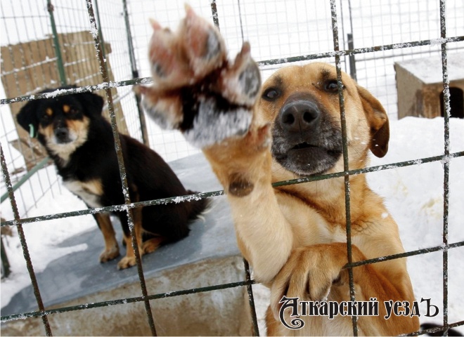 В 2018 году в Аткарске планируют отловить 263 бродячих собаки