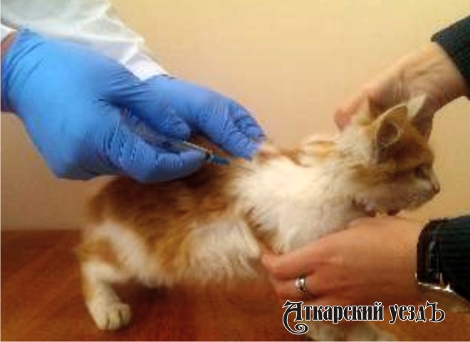 Вакцинация кошки от бешенства