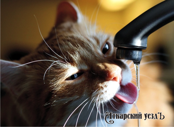 Кот пьет воду из-под крана